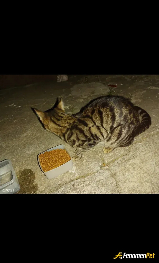 Sokak hayvanı besleme: Bu minnoş arkadaşıma hasta ziyaretine gittiğim gün köpeklerin arasından nasıl geçtiyse sapasağlam çıkagelmiş k