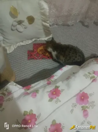 Sokak hayvanı besleme: sahiplendik adı zuzu