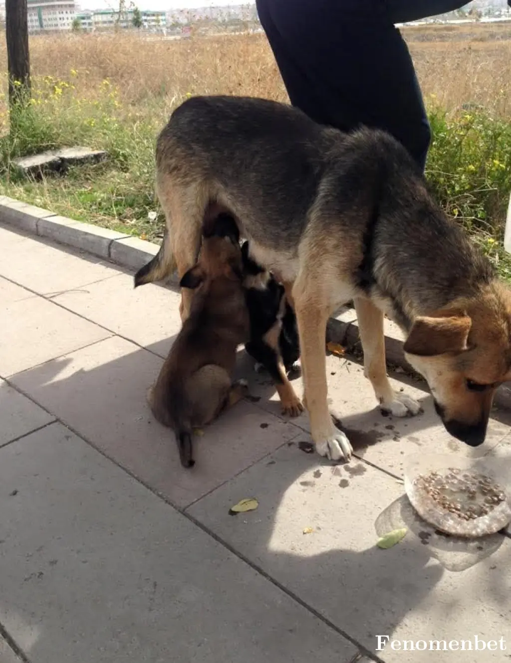 Kurts tarafından paylaşılan fotoğraf