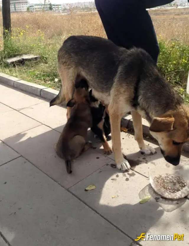 Sokak hayvanı besleme: Beslenme zamanı