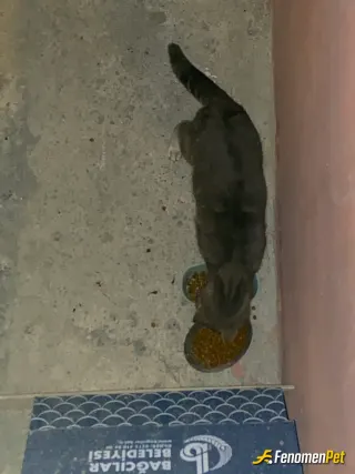 Sokak hayvanı besleme: sokaktaki yavru kediler ve annesine fenomen bet kazancim ile mama yardimi yaptim :)