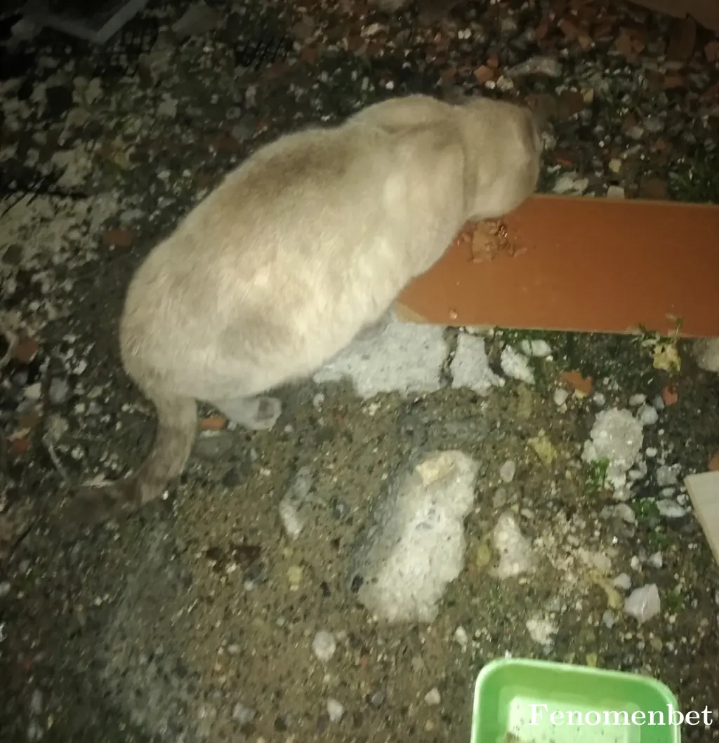 enes199934 tarafından paylaşılan fotoğraf