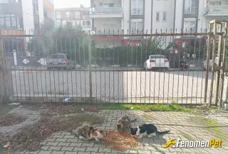 Sokak hayvanı besleme: En tatlı kazanç, bir dostu mutlu etmektir. Patiler mutlu, hayat huzurlu #fenomenpet ❤️