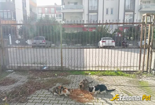 Sokak hayvanı besleme: En tatlı kazanç, bir dostu mutlu etmektir. Patiler mutlu, hayat huzurlu #fenomenpet ❤️