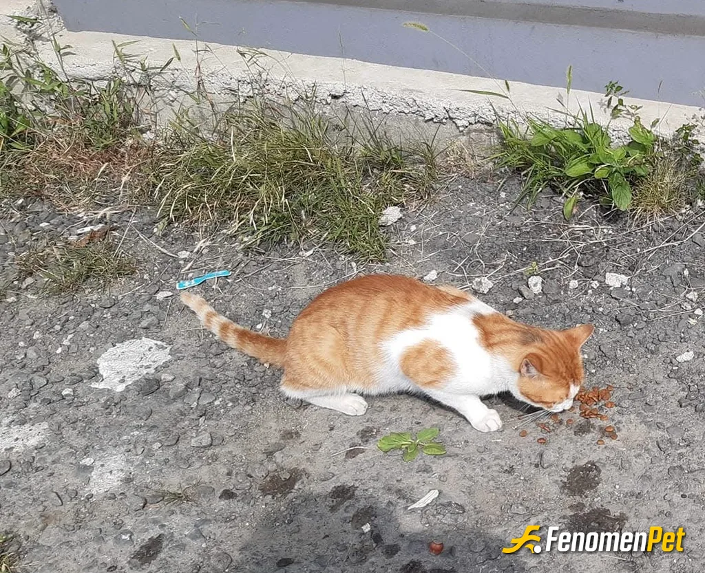 Sokak hayvanı besleme: Mama ile besliyorum