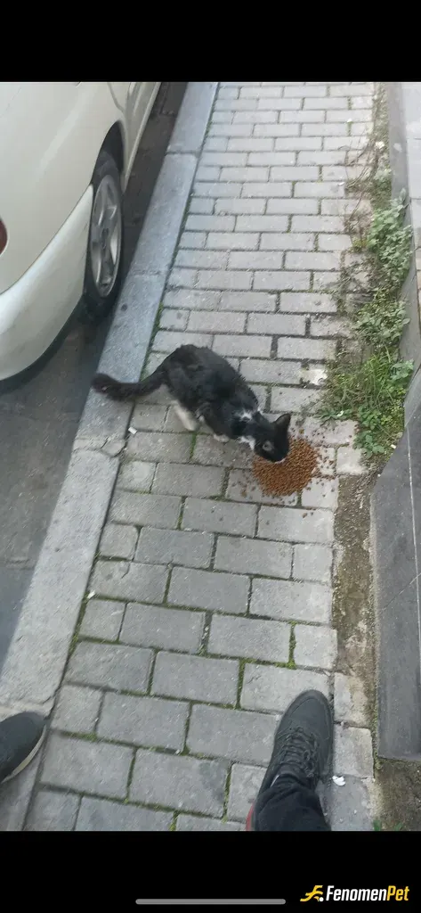 Sokak hayvanı besleme: Öğlen yemeği afiyet olsun