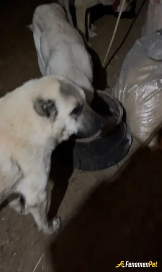 Sokak hayvanı besleme: köyümüze sahipleri köpeklerini atıp gidiyor bizde yemeklerini veriyoruz elimizden geldiği kadar aşılarını yapı