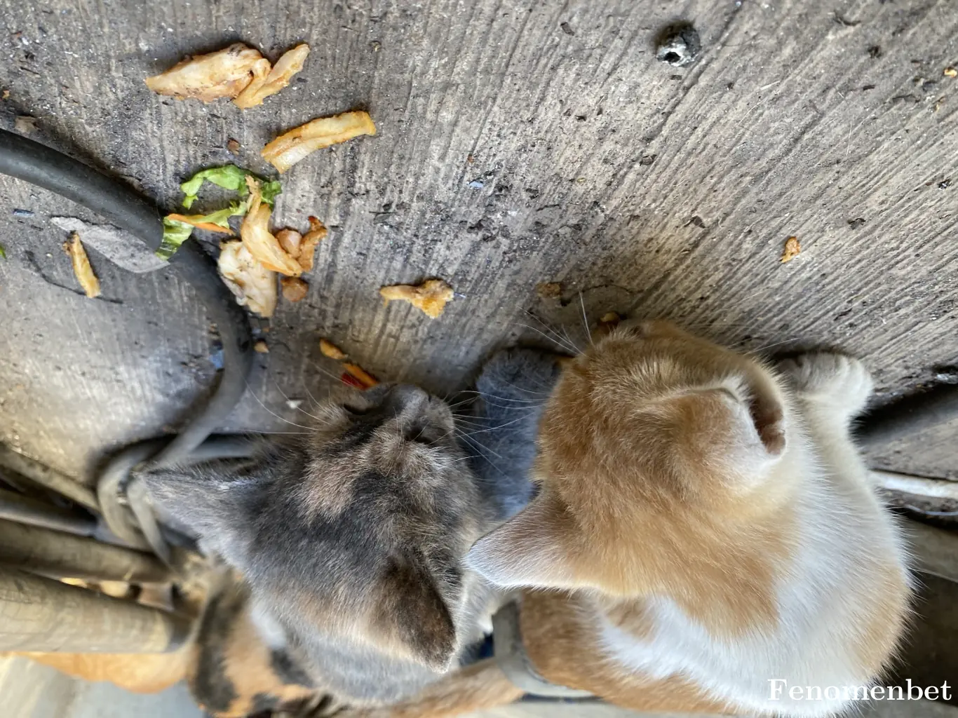 Tolgamukul tarafından paylaşılan fotoğraf