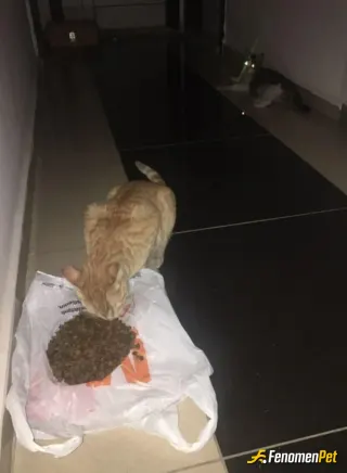 Sokak hayvanı besleme: Bir tane kediye binden mama alarak yardım ettim. üsümemesi için sıcak bir yerde besledim