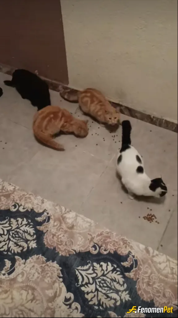 Sokak hayvanı besleme: Bizim apt bahcesine 5 tane kedi var 2 yıldır düzenli bir şekilde besliyoruz kedileri ve köpekleri seviyoruz