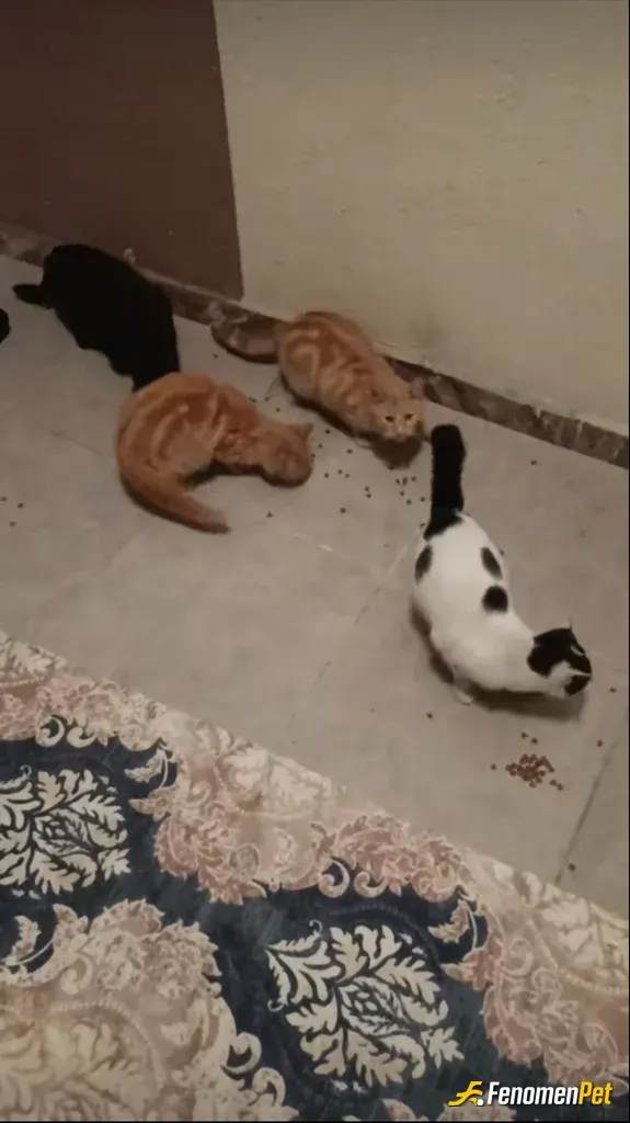 Sokak hayvanı besleme: Bizim apt bahcesine 5 tane kedi var 2 yıldır düzenli bir şekilde  besliyoruz kedileri ve köpekleri seviyoruz