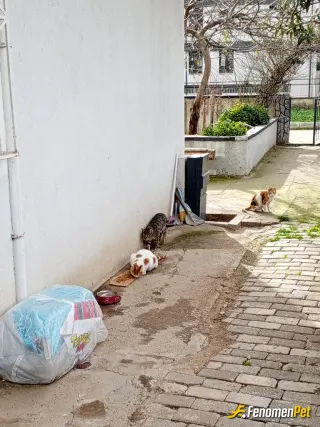 Sokak hayvanı besleme: Elimizden geldiğince