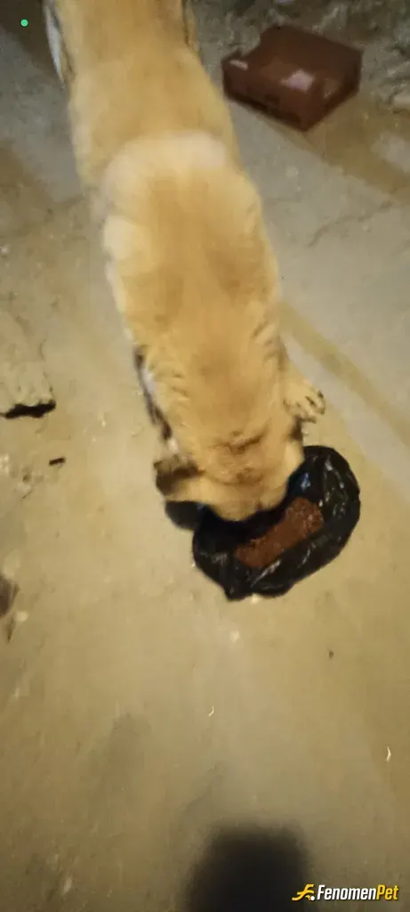 Sokak hayvanı besleme: Kedi besliyorum zaten mama vardı verdim