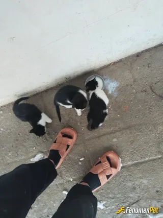 Sokak hayvanı besleme: Dışarıda kar yağışı nedeniyle dışarda aç ve susuz kalan 3 yavru kedi besledim evin önüne getirdim