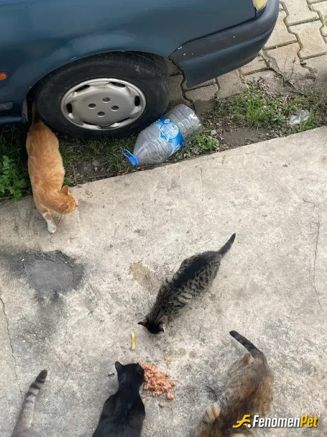 Sokak hayvanı besleme: Bu soğukta patili dostlarımızı yalnız bırakmayalım 🥰🥰