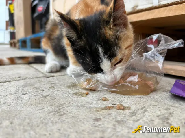 Sokak hayvanı besleme: Kınalı kuzu 🥰