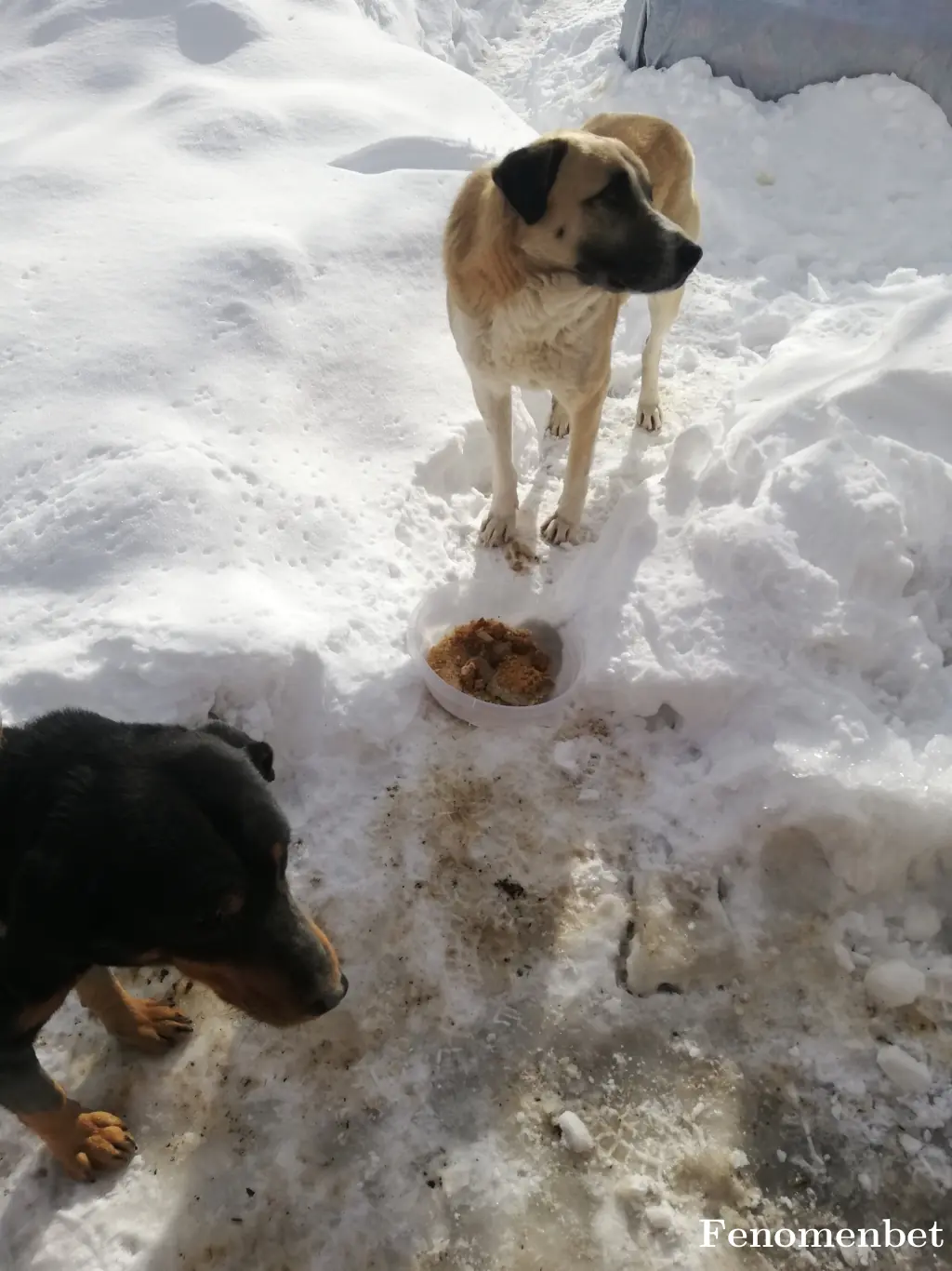 Smeltem tarafından paylaşılan fotoğraf