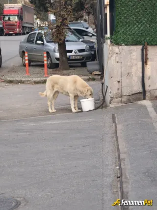 Sokak hayvanı besleme: Onları asla susuz bırakmayın 🙏🙏