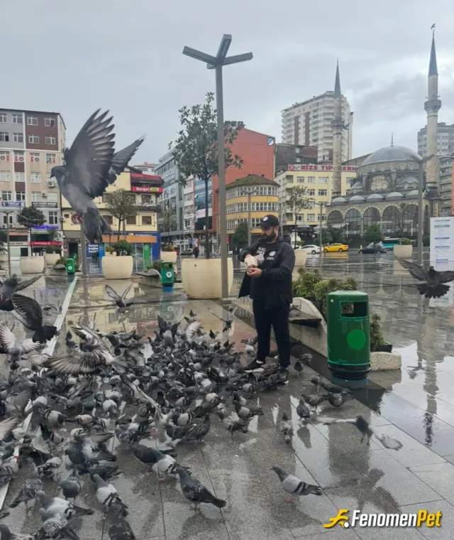 Sokak hayvanı besleme: Sürekli yaptığıgm birşey güvercinleri beslemek insana huzur veriyor