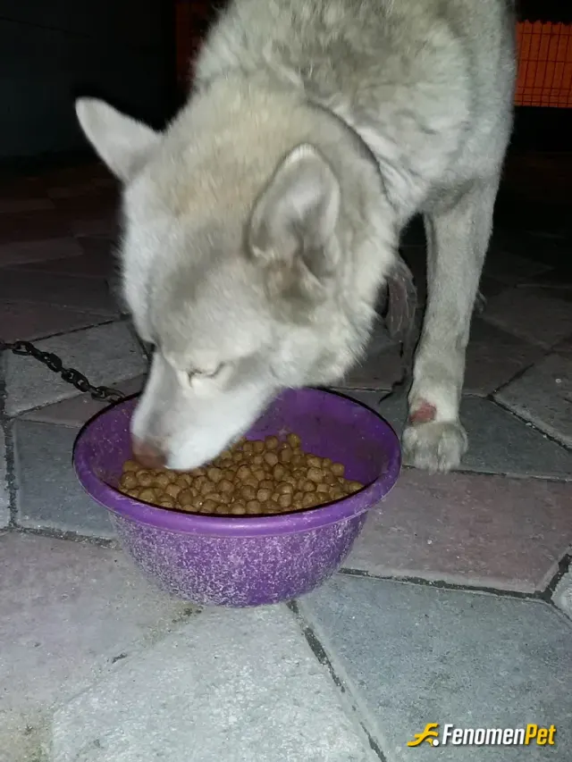 Sokak hayvanı besleme: Oyundan ne kazanıyorsam kedi kuş köpek mama alıp dağıtarak eve varana kadar beslemeye çalışıyorum o yüzden siz