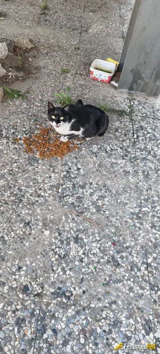 Sokak hayvanı besleme: Kedilerimizi besledik