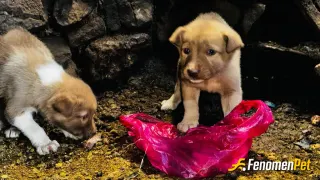 Sokak hayvanı besleme: Yolda buldum torbaya atmışlardı bende sahiplendim