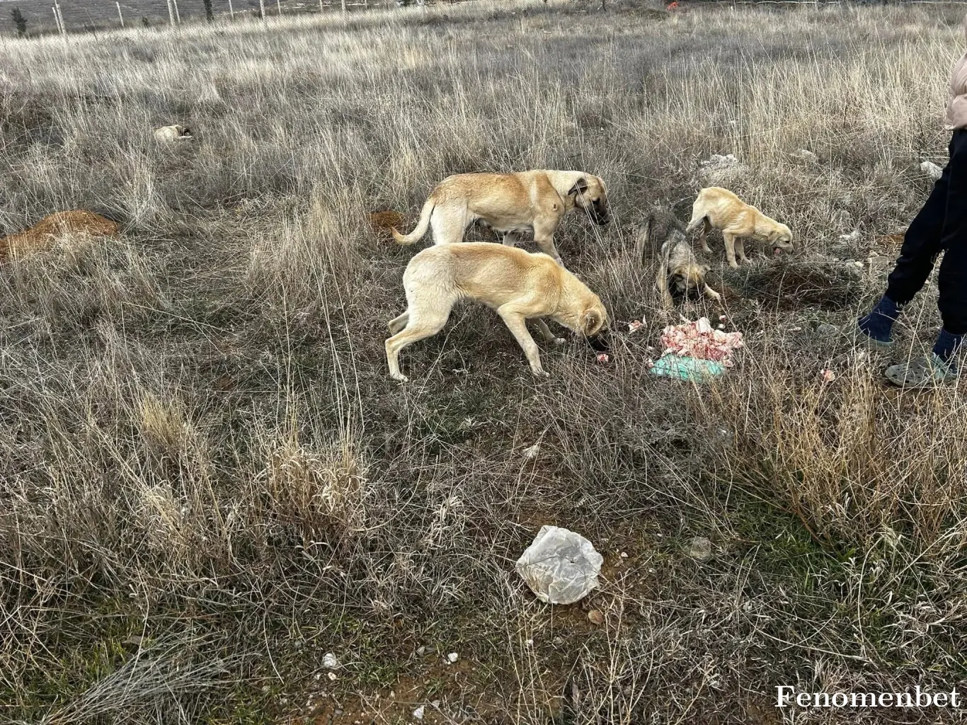 Aguerosait  tarafından paylaşılan fotoğraf