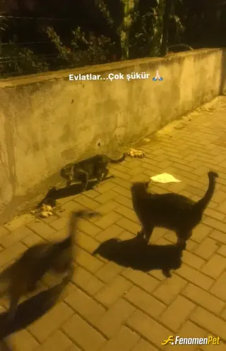 Sokak hayvanı besleme: Herbir evlat anlatılmaz yaşanır.