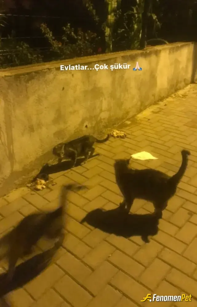 Sokak hayvanı besleme: Herbir evlat anlatılmaz yaşanır.
