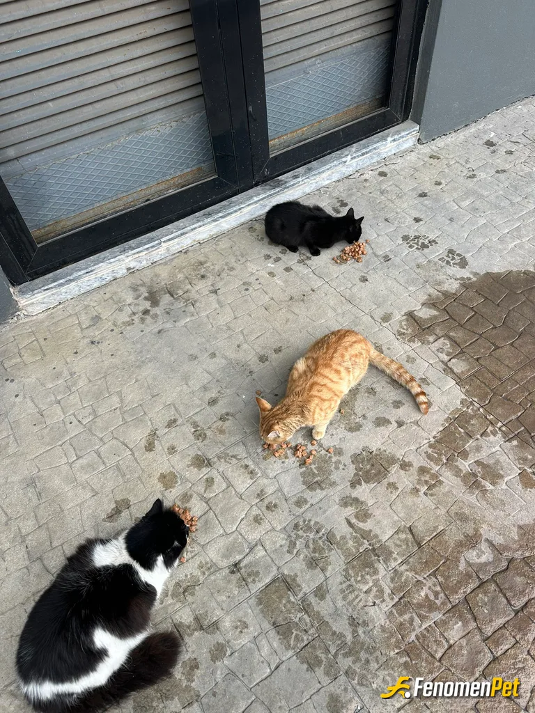 Sokak hayvanı besleme: #Fenomenpet sokak misafirlerimiz