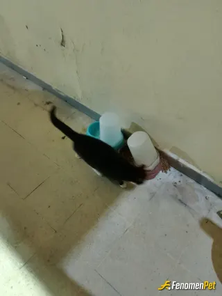 Sokak hayvanı besleme: Çalıştıgımız yere su kabı ve mama alarak bakmaya başladık