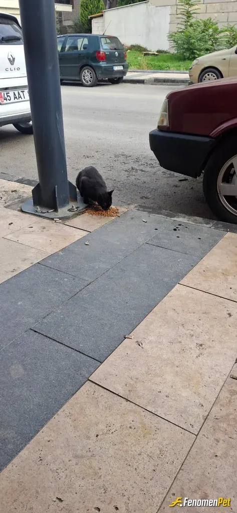 Sokak hayvanı besleme: Kedi maması aldım dükanın önü