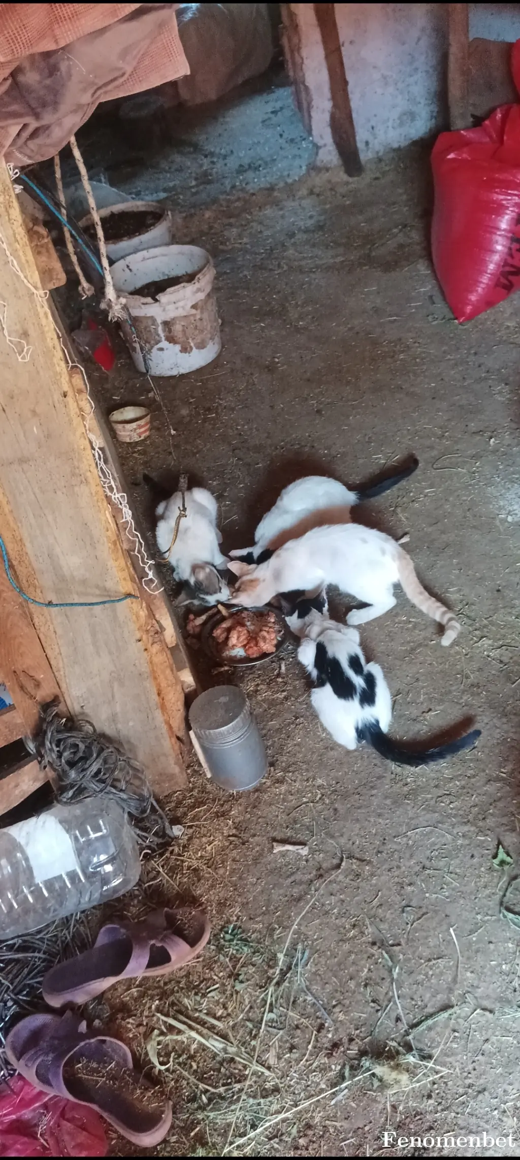 Corall tarafından paylaşılan fotoğraf