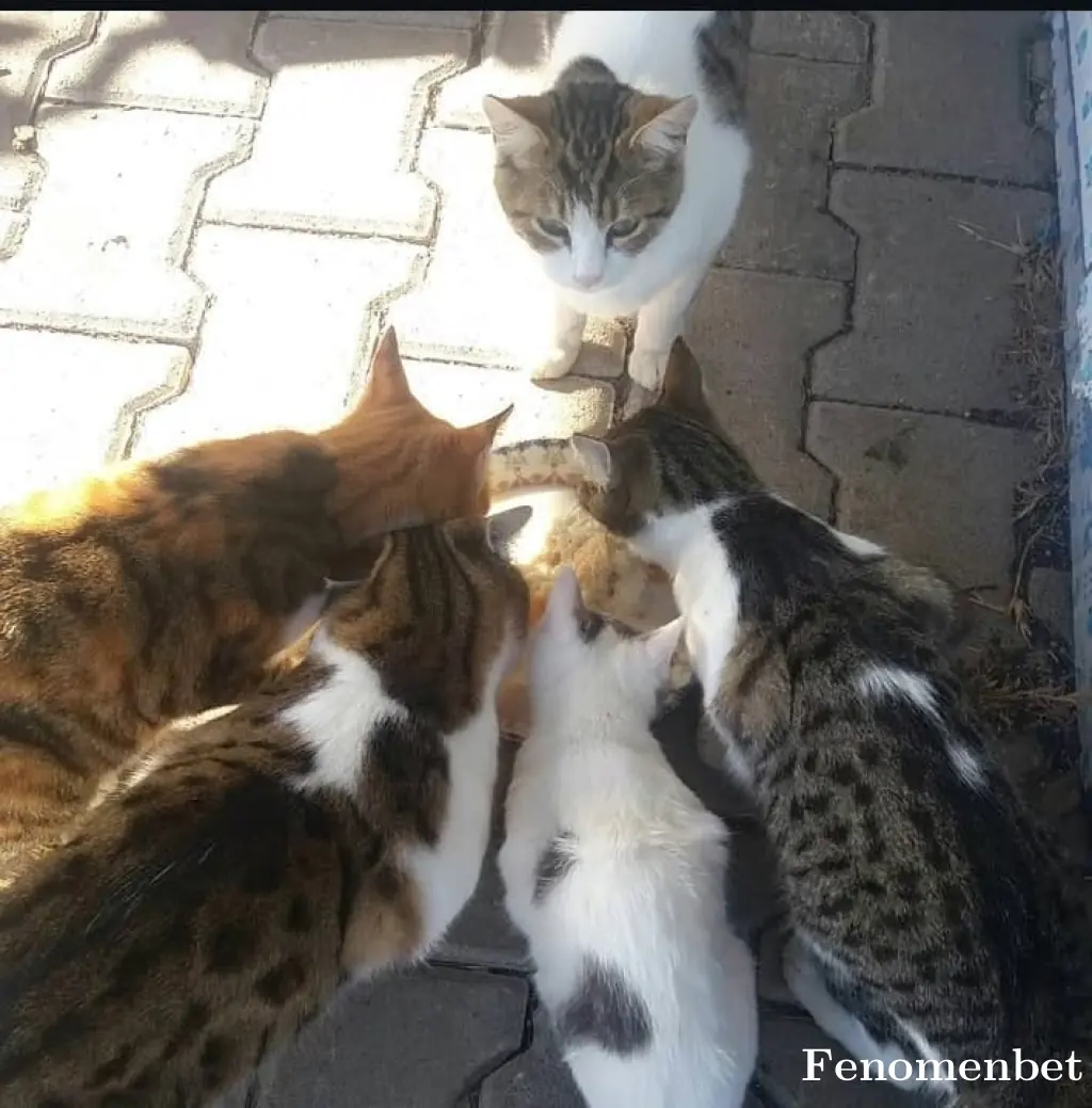 sadi41 tarafından paylaşılan fotoğraf