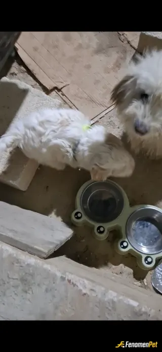 Sokak hayvanı besleme: Hamileyken sokağa atılan bu beyaz köpeği kendi evimizin bahçesine aldım. Ve 3 yavrusu oldu şimdi yavrularıyla