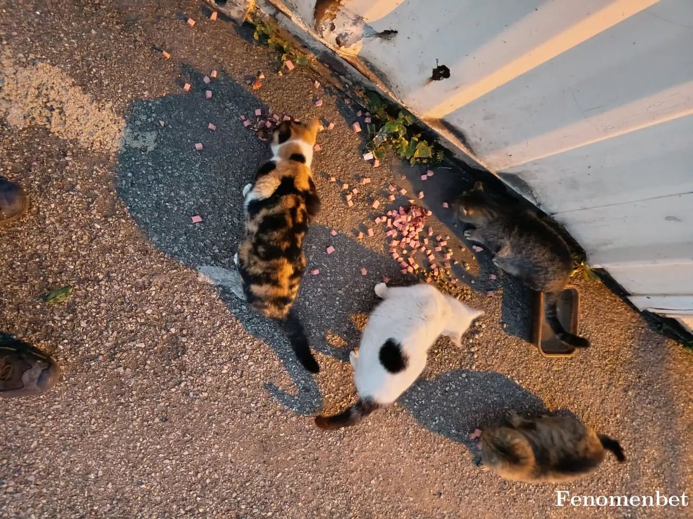 Maxmalon  tarafından paylaşılan fotoğraf