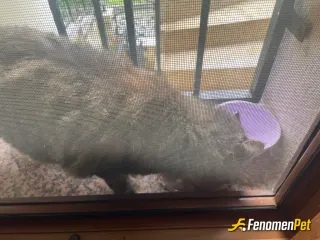 Sokak hayvanı besleme: 5 köpek 4 kedi bakıyorum sokakta evde de 2 kedim var hepsinin sorumluluğunu ailecek üstleniyoruz
