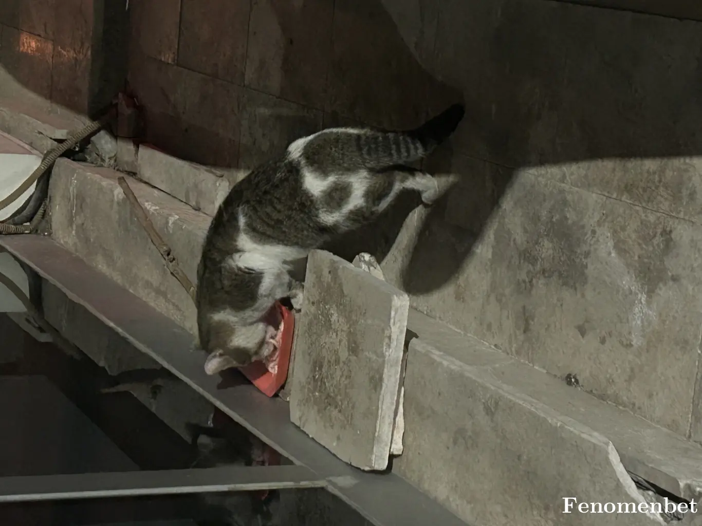 Fallen16 tarafından paylaşılan fotoğraf