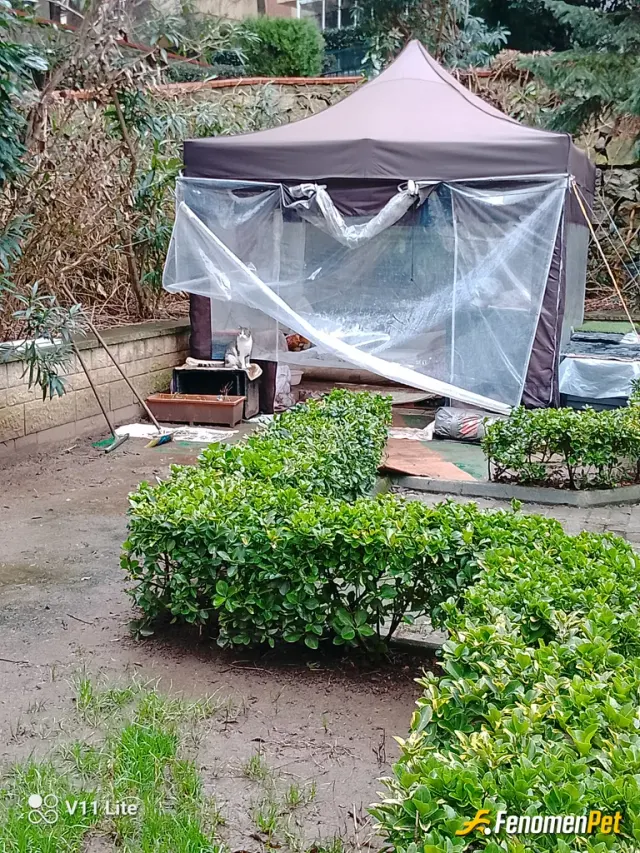 Sokak hayvanı besleme: Kedi ve köpekler için onlara çadır yaptım