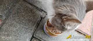 Sokak hayvanı besleme: Böyle yağmurlu soğuk havalrda yas mamayla bakmak lazım bu canlara ❤️