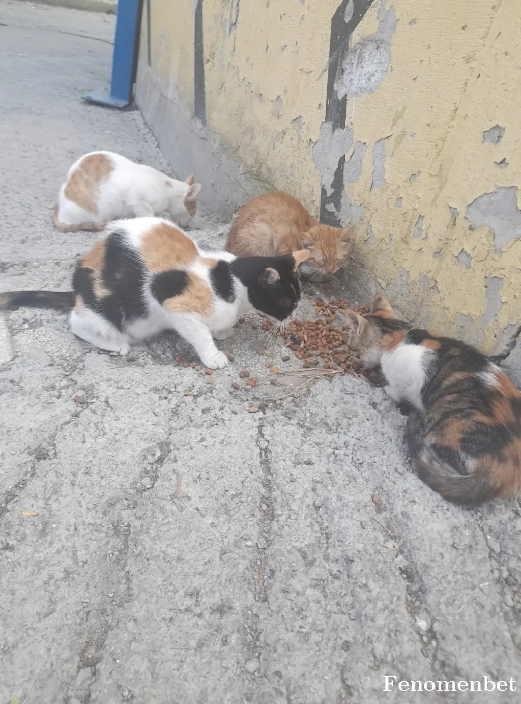 Ekselanss1905 tarafından paylaşılan fotoğraf