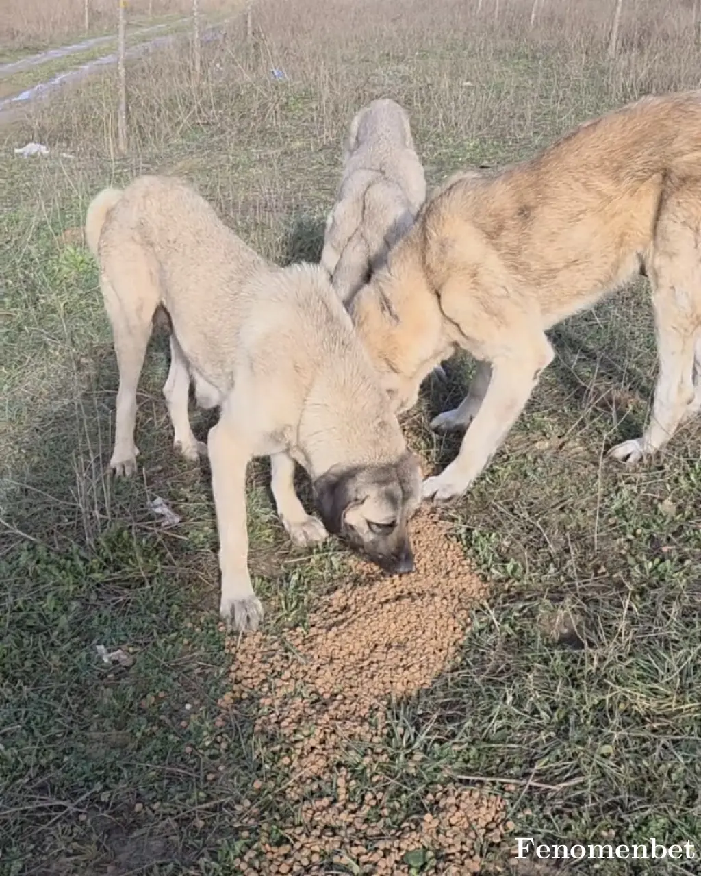 Halisbeyys tarafından paylaşılan fotoğraf