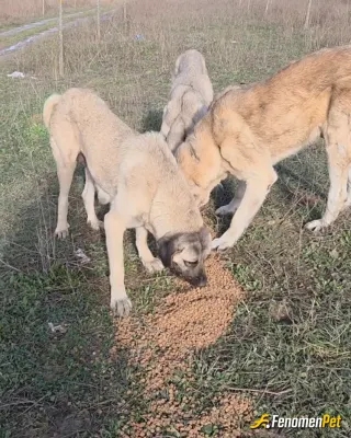 Sokak hayvanı besleme: Sürekli köpeklere mama ile destek olmaya çalışıyoruz evimde köpeğimde var zaten apartman girişinde kedimizde v