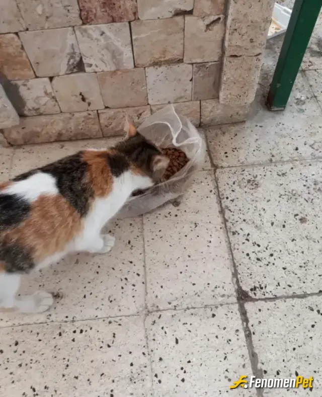 Sokak hayvanı besleme: Marketten aldım onceki kediye vermiştim buda bizim binanin kedisi onada mama verdimm Fenomenpet Fenomenbet Pat