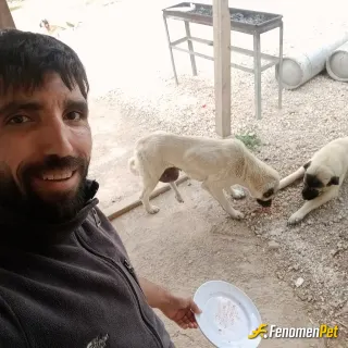 Sokak hayvanı besleme: #Fenomenbet  her gün sokaktaki kedi köpeklere yemeği vermezsem uyuyamam