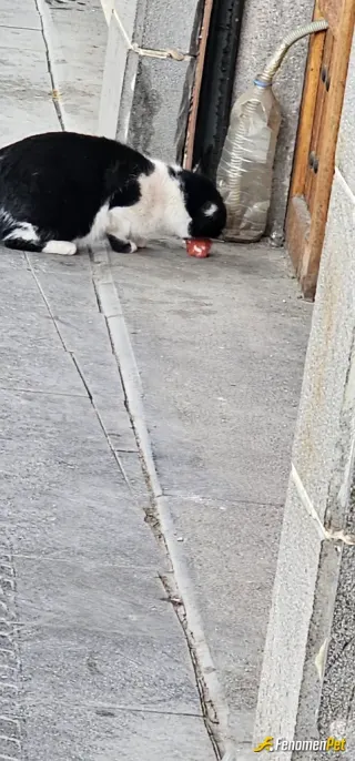 Sokak hayvanı besleme: Bu soğukta dışarıdaki canlılarada bakmak sevaptır