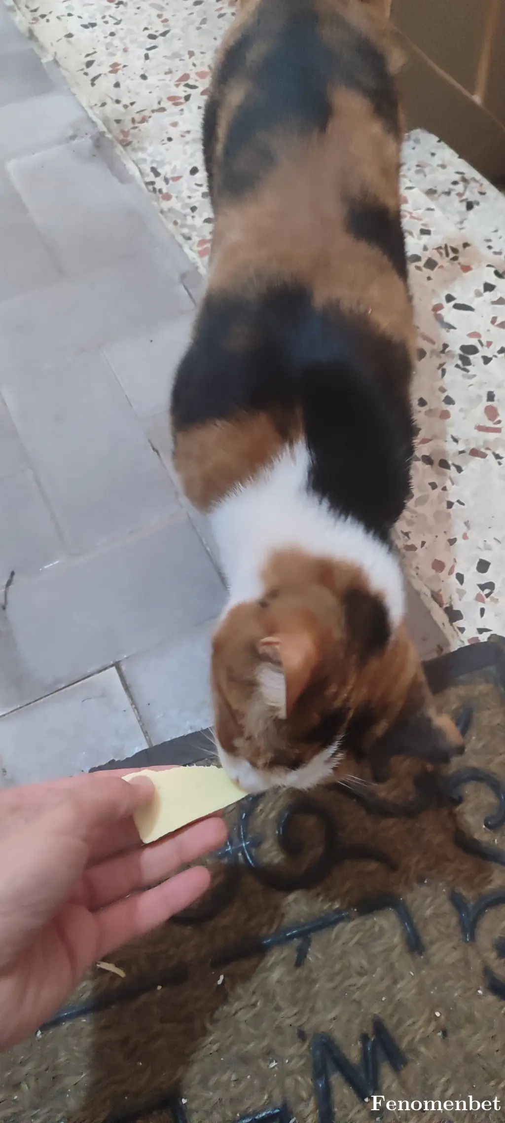 mdmetinn tarafından paylaşılan fotoğraf