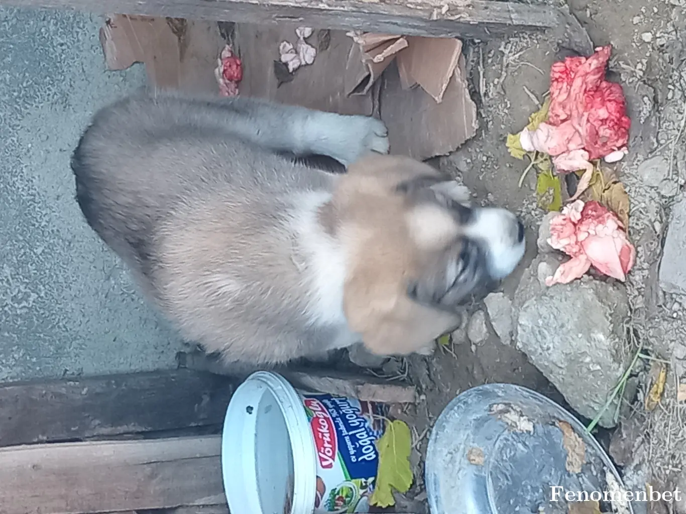 sezer4063 tarafından paylaşılan fotoğraf