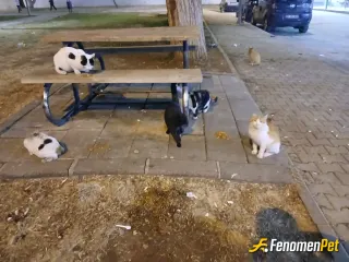 Sokak hayvanı besleme: Kedileri sevin