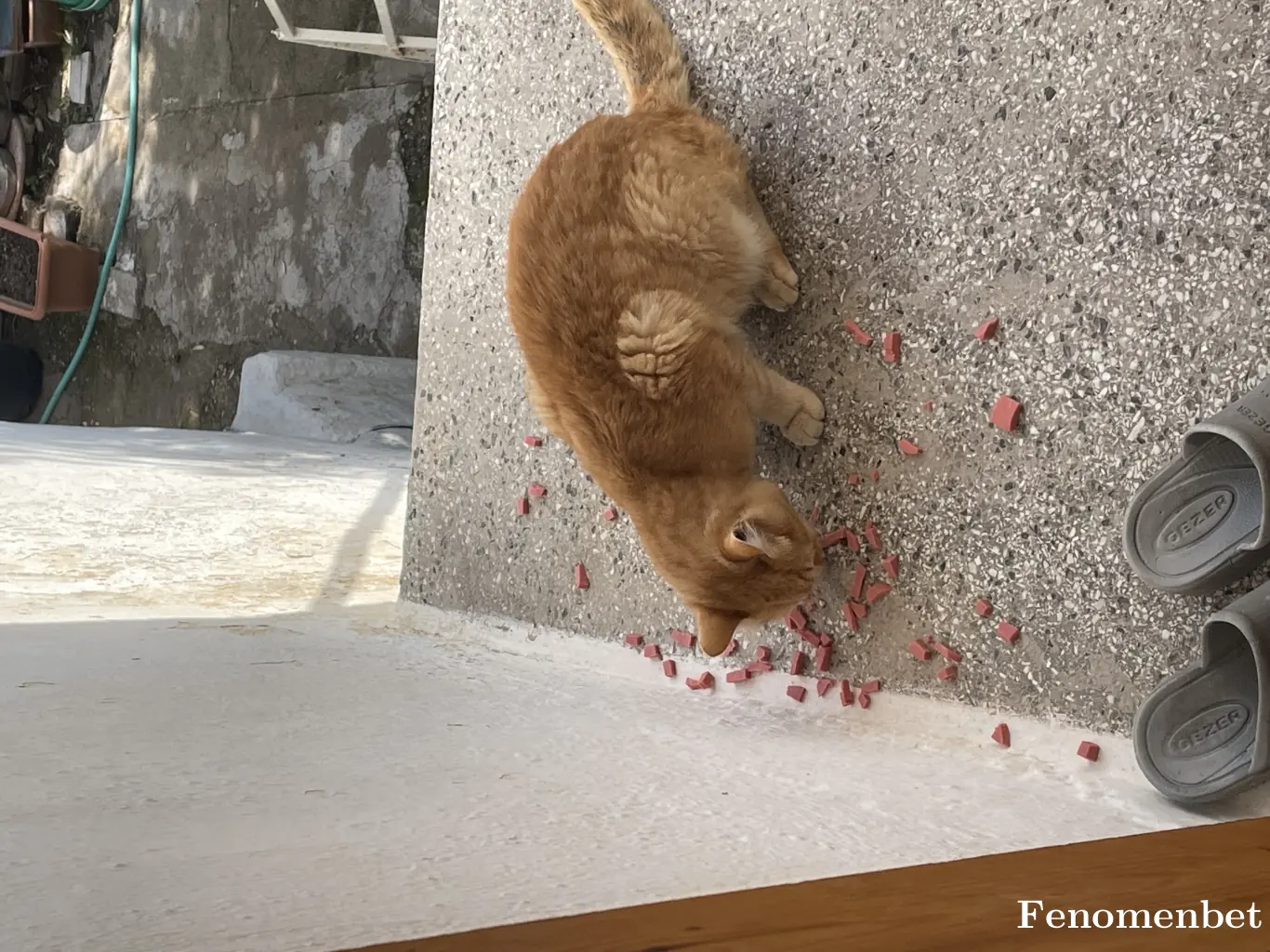 catcat1927 tarafından paylaşılan fotoğraf